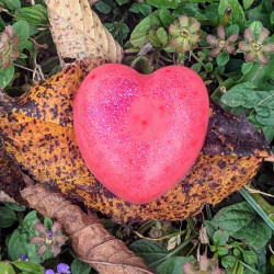 Coeur Pomme d'Amour