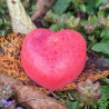 Coeur Pomme d'Amour