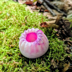 Kougelhopf Bonbon Acidulé
