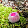Kougelhopf Bonbon Acidulé
