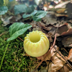 Kougelhopf Poire